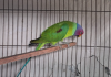 Indian ringneck tiya male